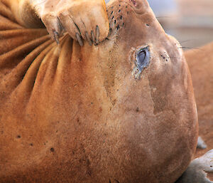 Elephant seal itching