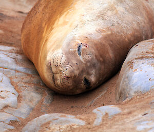 Elephant seal sleeping