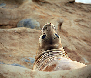 Elephant seal contorting head to watch what is going on
