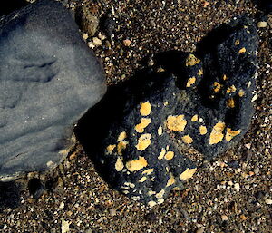 Contrasting and surprisingly bright colours on rock at the Vestfold Hills