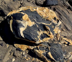 Squiggles and veins on rock at the Vestfold Hills