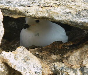 A Snow Petrel in its nest.
