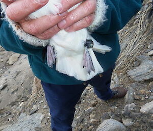 A Snow Petrel a with geo locator tag on its ankle.