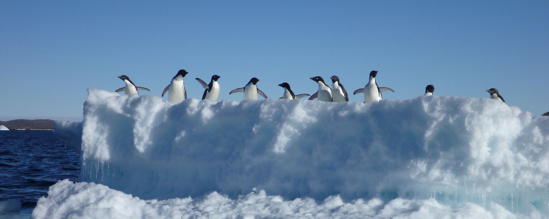 Adelie penguins iceberg cruise near Davis Station