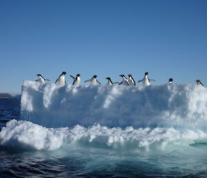 Adelie penguins iceberg cruise near Davis Station