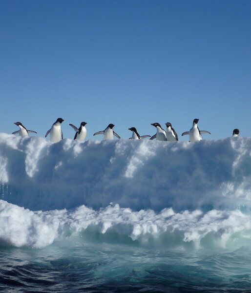 Adelie penguins iceberg cruise near Davis Station