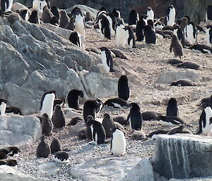 Adelie penguin colony with large chicks, Kazak Island