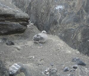 Skua chick, Kazak Island