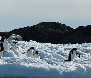 Well fed leopard seal, near Kazak Island