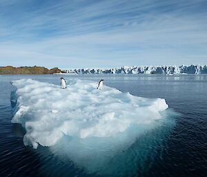 Adelies on ice, near the Sorsdal Glacier