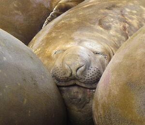 Elephant seals at the wallow at the back of Davis beach