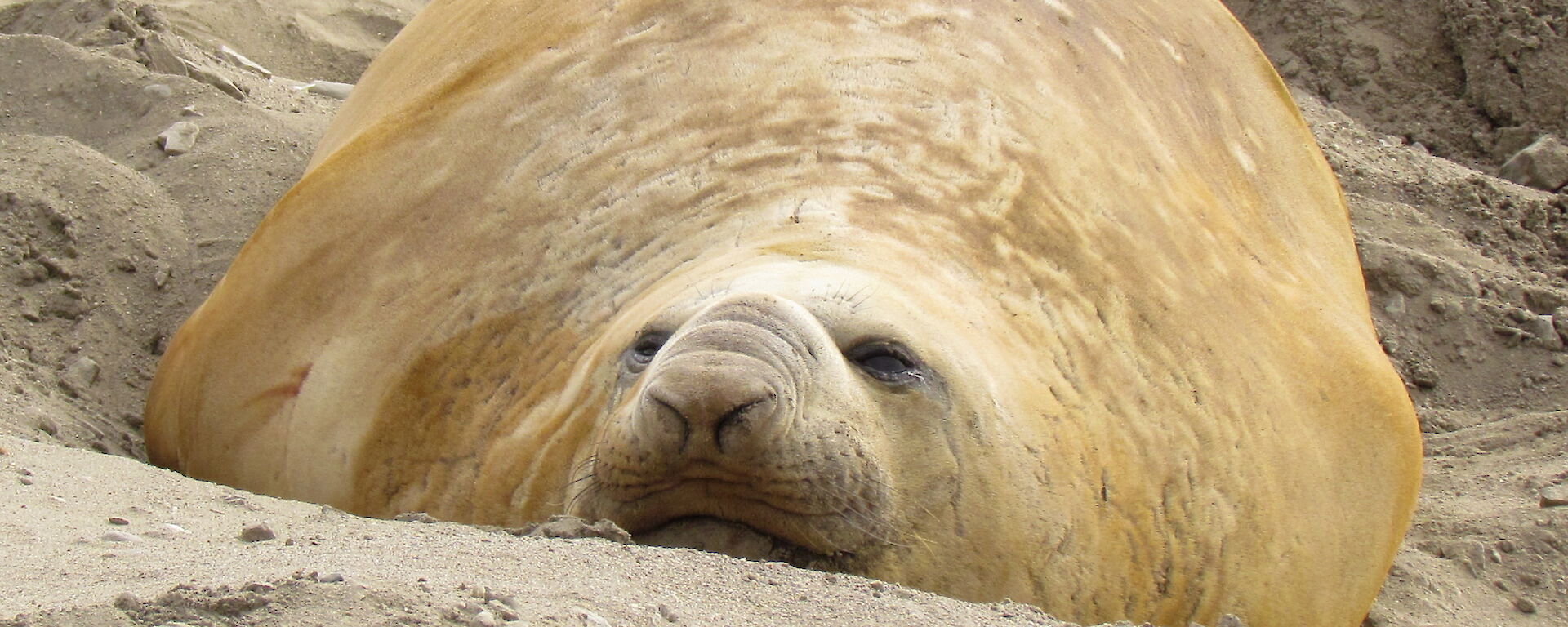 Well-fed elephant seal ready to moult
