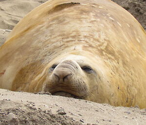 Well-fed elephant seal ready to moult