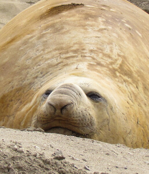 Well-fed elephant seal ready to moult