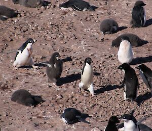 Adelie chick chasing mum (or is it dad?) for a feed.