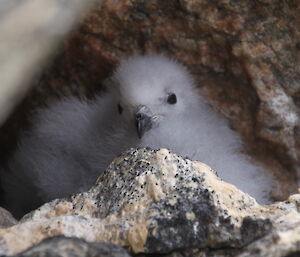 Fluffy snow petrel chick on Fila Island peeks aout of a rock crevice.