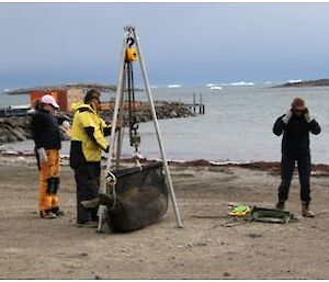 Weighing of juvenile elephant seal.