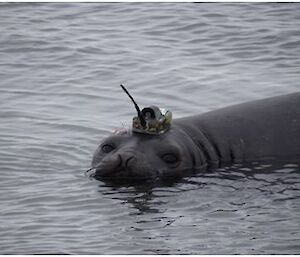 Juvenile Elephant seal with GPS tag.