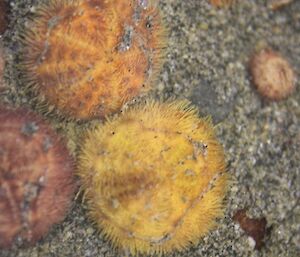 Adult heart urchins- yellow rounded urchins settled on a sandy bed.