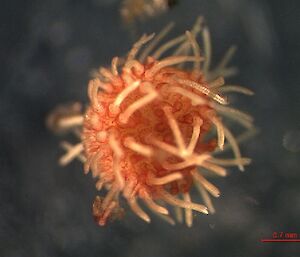 Juvenile heart urchin — orange with tentacle-like arms sticking out.