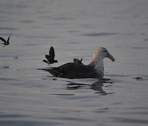 Giant petrel and Wilsons storm petrels feeding.