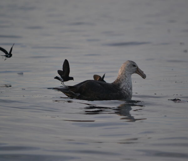 Giant petrel and Wilsons storm petrels feeding.