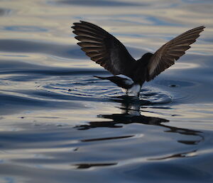 Wilson storm petrel walking on the water.