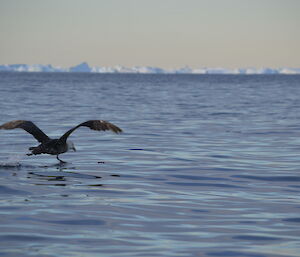 Giant petrel becoming airbourne.