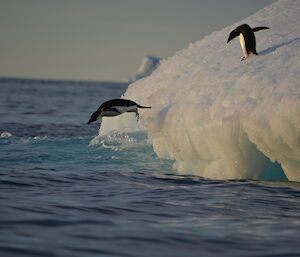 Adelie penguins diving off an iceberg.