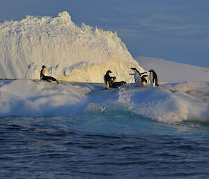 Adelie penguins drifting on and ice raft.