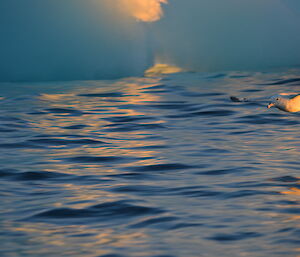 Antarctic fulmar flying low.