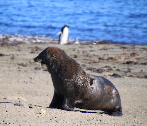 AnAntarctic fur seal making his way up the beach