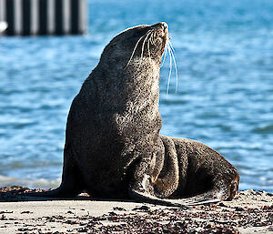 Fur seal on beach at Davis sunbathing