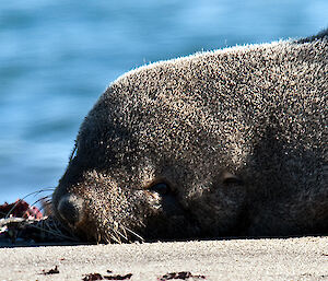 Fur seal on beach at Davis closeup of face