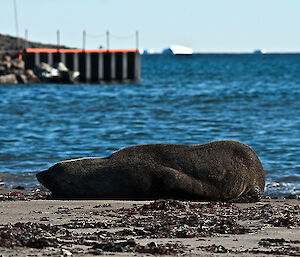 Fur seal on beach at Davis lying down
