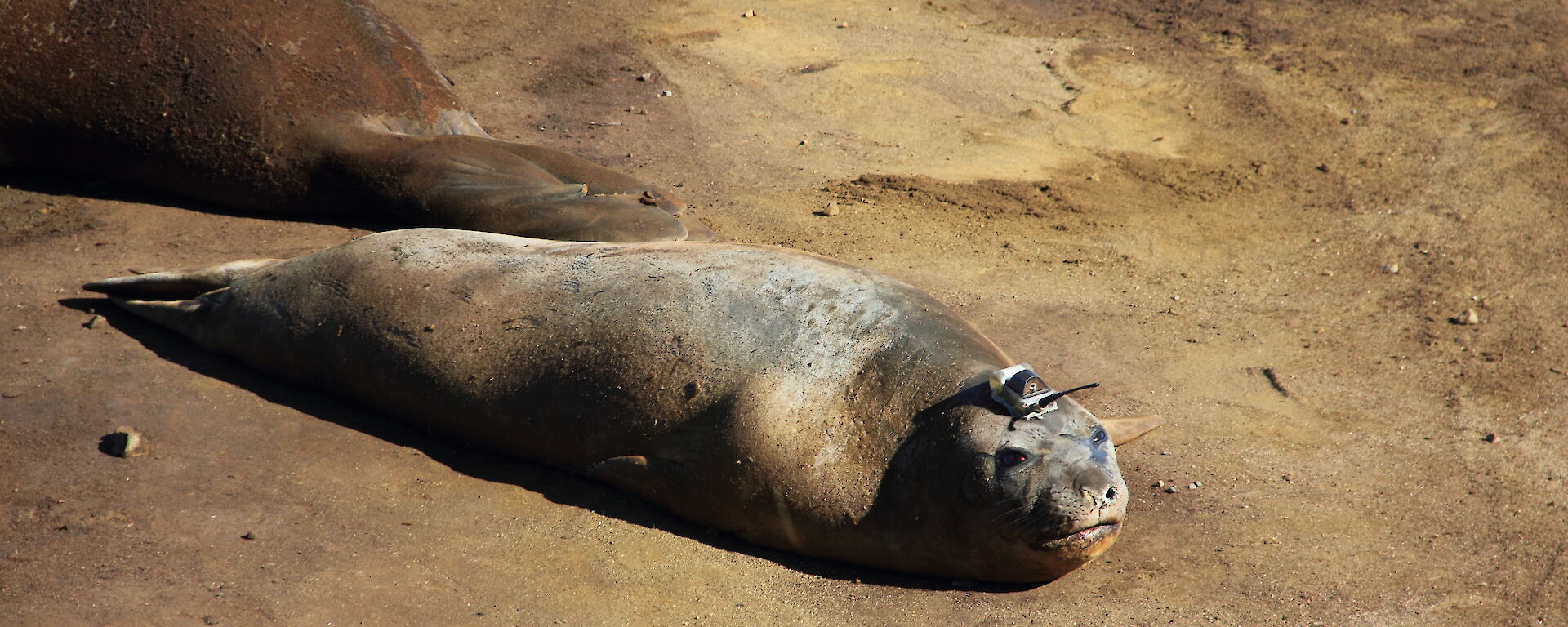 Elephant seal with CTD on head.