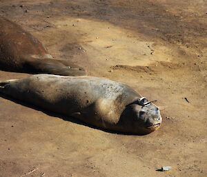 Elephant seal with CTD on head.