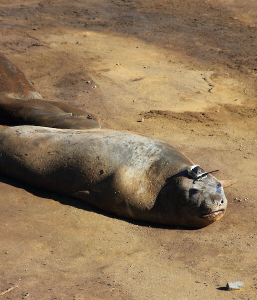 Elephant seal with CTD on head.