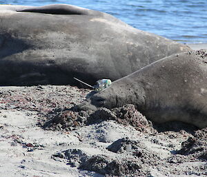 Elephant seal with tracker.