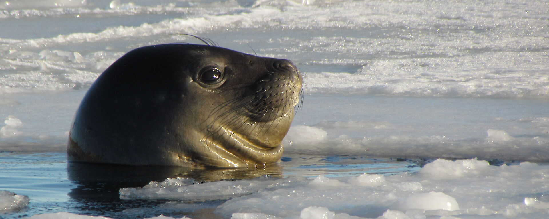 Elephant seal in the water at Davis