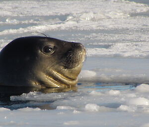 Elephant seal in the water at Davis