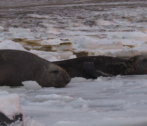 Elephant seals on the ice at Davis