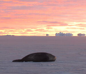 Elephant seal on the ice at Davis