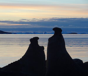 Elephant seals fighting as the sunsets at Davis