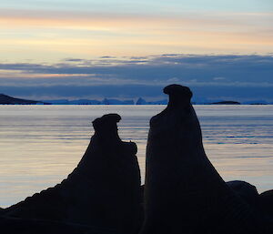 Elephant seals fighting as the sunsets at Davis