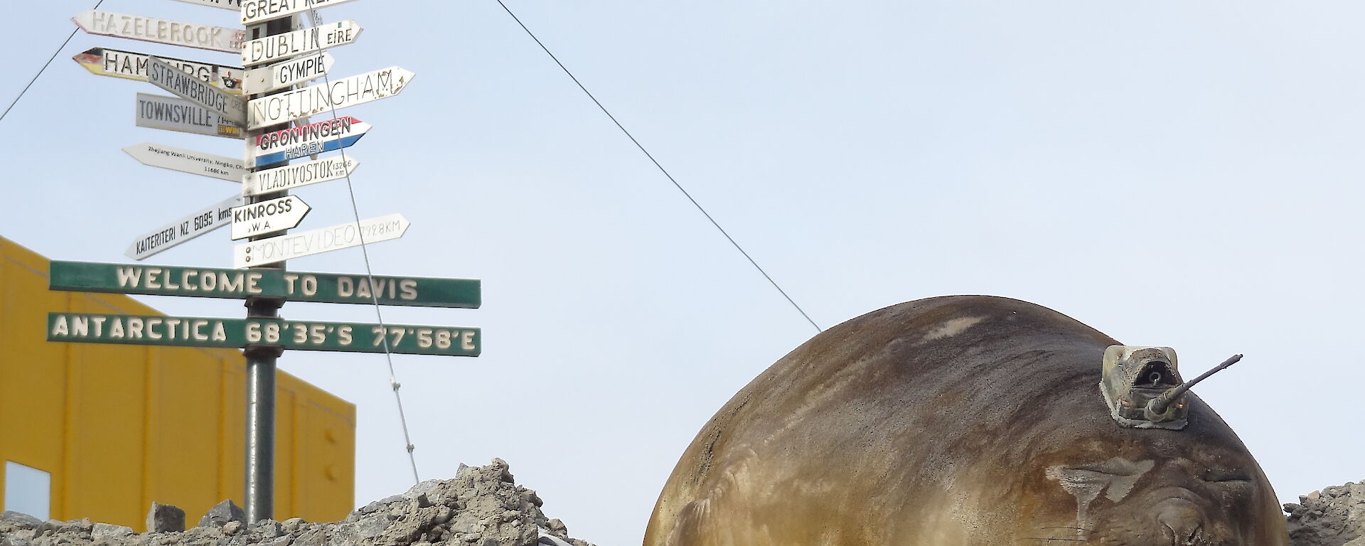 Elephant seal with tag under Davis welcome sign