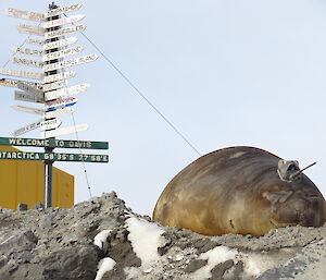Elephant seal with tag under Davis welcome sign