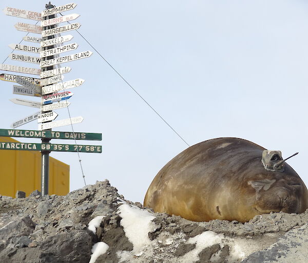 Elephant seal with tag under Davis welcome sign