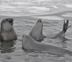 Elephant seals in the water at Davis