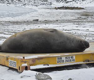 Elephant seal on station